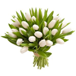 Bílé tulipány