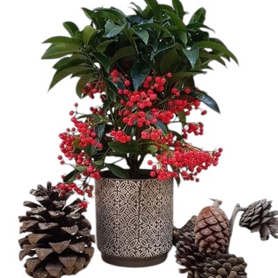 Ardisia bos premium 14/45cm